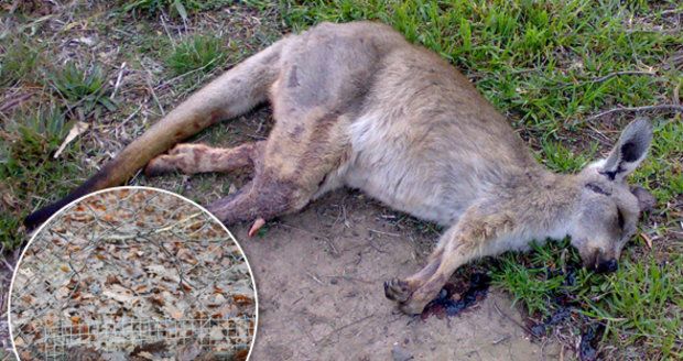 Toulaví psi v brněnské zoo rozsápali tři klokany a lamu