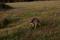 Neutekl vám klokan? Kolem Máchova jezera se prý pohybuje australský vačnatec