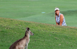 Klokani na golfových hřištích nejsou v Austrálii vzácností.