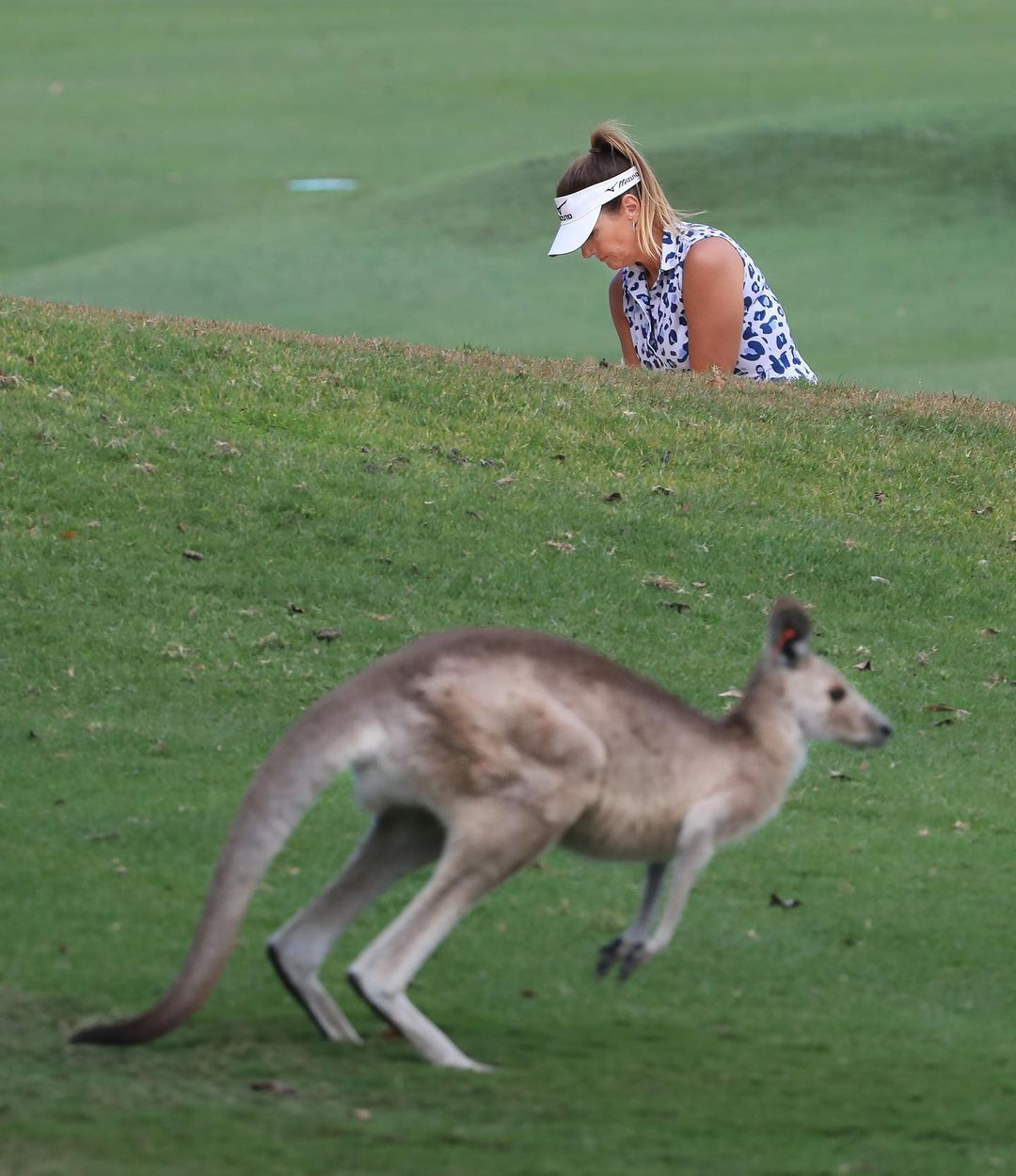 Klokani na golfových hřištích nejsou v Austrálii vzácností.