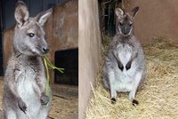 Klokan Skip měl být vánočním dárkem: Před Štědrým večerem odskákal ze zahrady