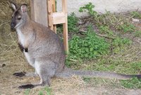 Klokan Joey stále uniká, strážník shání na odchyt dobrovolníky