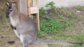 Klokan Joey stále uniká, strážník shání na odchyt dobrovolníky