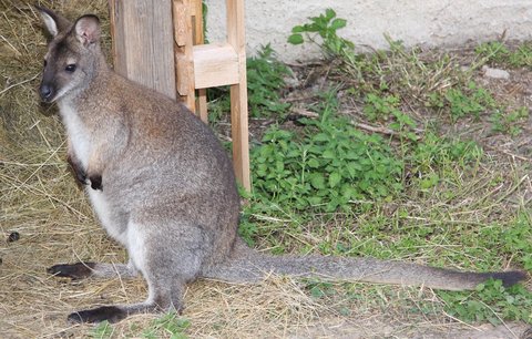 Klokan Joey stále uniká, strážník shání na odchyt dobrovolníky