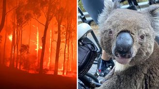 Australské požáry decimují populace zvířat. Zděšení klokani prchají, ale koaly nemají jak plamenům uniknout