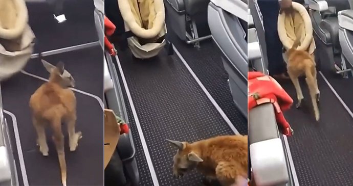 Pozdvižení na palubě letadla: Malý klokánek Harry letěl do nového domova!