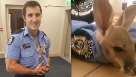 Policista adoptoval klokaního sirotka. Do práce ho nosí v košili