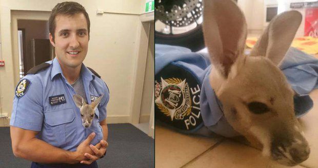Policista adoptoval klokaního sirotka. Do práce ho nosí v košili