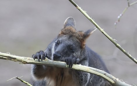 Klokaní gurmány příroda vybavila ostrými a silnými zuby.