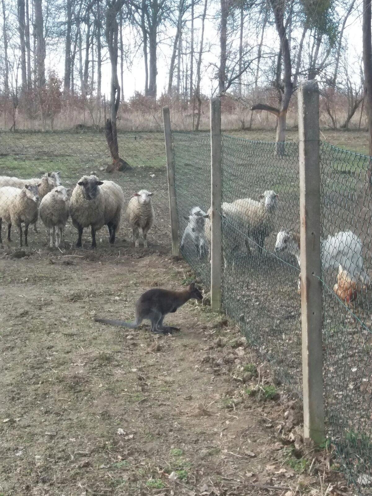 Ani značně vysoký plot Kukiho nezastavil, když jej majitel připravil o sousedky ovečky.