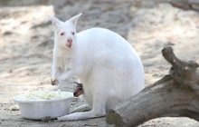 Tajemství bílé samičky klokana rudokrkého: Albín po mámě není! 