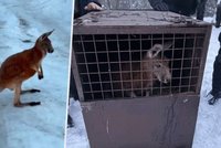 Dobrodružný klokan Kevin utekl ze zoo: Policii dal pořádně do těla!