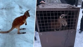 Policejní odchyt klokana Kevina nedaleko obce Mimoň