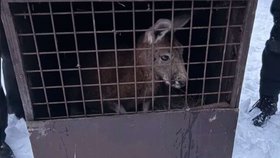 Policejní odchyt klokana Kevina nedaleko obce Mimoň