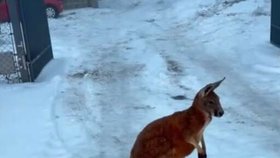 Policejní odchyt klokana Kevina nedaleko obce Mimoň