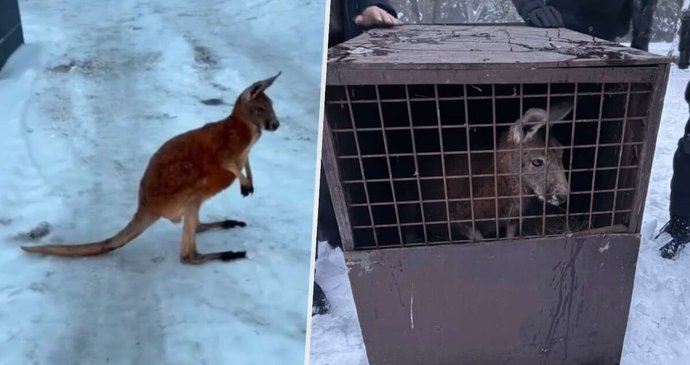 Policejní odchyt klokana Kevina nedaleko obce Mimoň