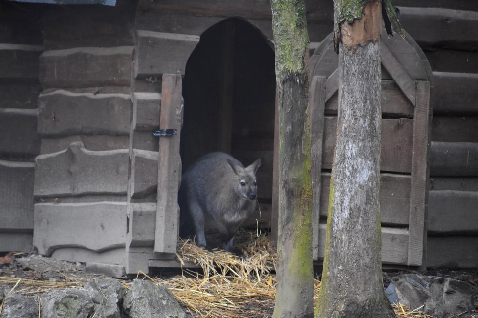 Třetí z klokanů Kryštof je ze zmizení Dobbyho &#34;nesvůj&#34;.