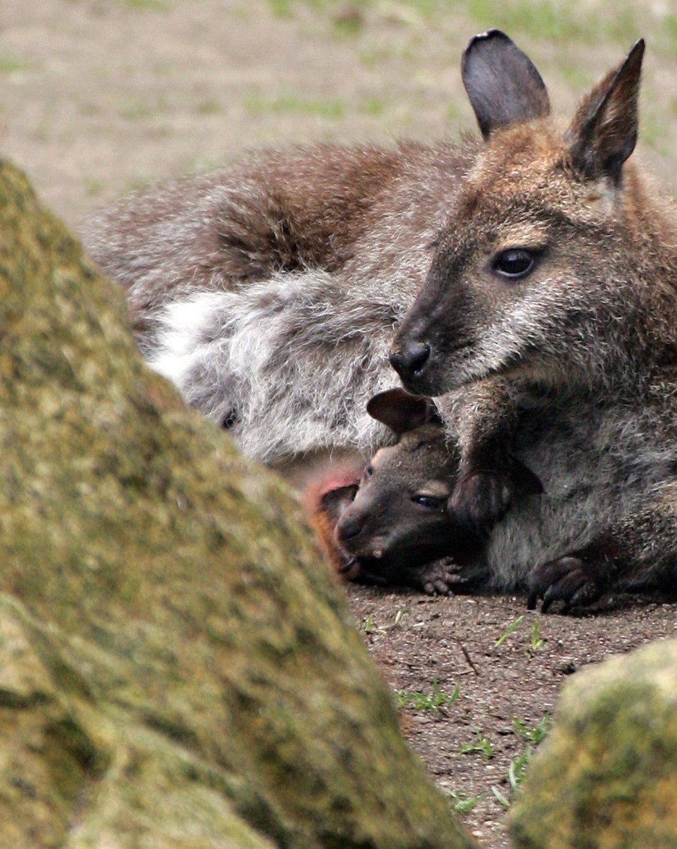 „Můžete vidět celé rodiny klokanů, kteří jsou mrtví,“ řekl listu The Australian veterinář Greg Curran, jenž vede výzkum zdraví klokanů a tomuto oboru se věnuje 30 let.