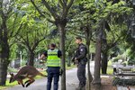 Policisité na Vyškovsku naháněli uprchlého klokana.