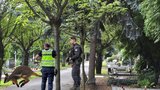 Hororový zásah: Policisté naháněli uprchlíka na hřbitově!