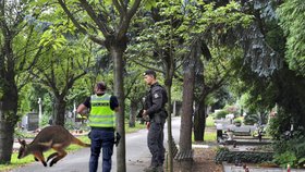 Policisité na Vyškovsku naháněli uprchlého klokana.