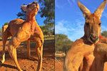 Svalnatý klokan Roger z Austrálie udivoval celý svět svou muskulaturou.