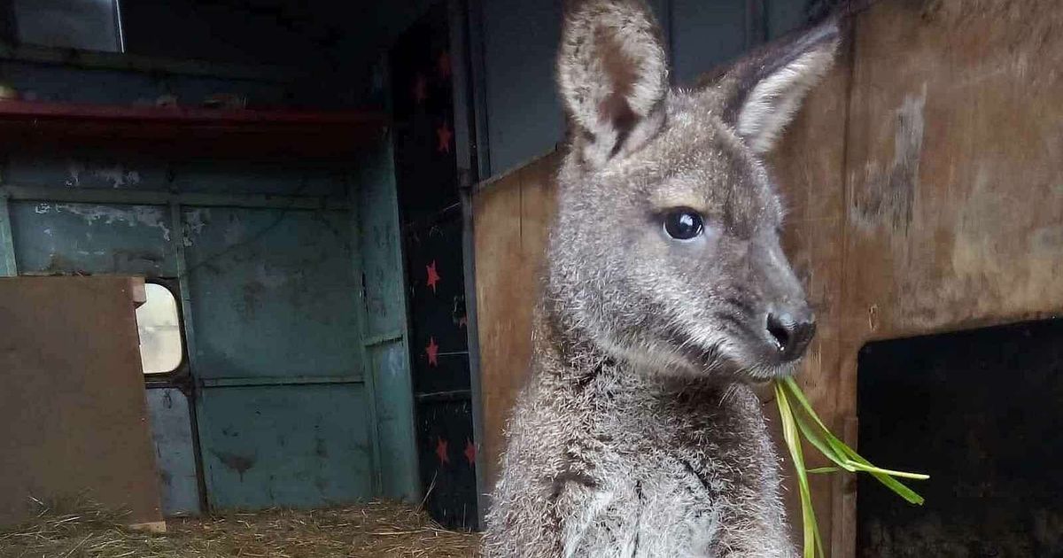Un canguro recibió un cuerno el día de Navidad: los bomberos destruyeron su vehículo
