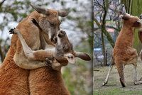 Klokaní podívaná v pražské zoologické zahradě: Láska? Ne, souboj samců!