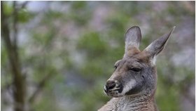 Australští klokani hynou po milionech na následky neznámé choroby způsobující záněty, strnulost pohybů, krvácení a slepotu.