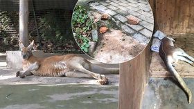 Turisté ukamenovali klokana v zoo! Chtěli, aby skákal.