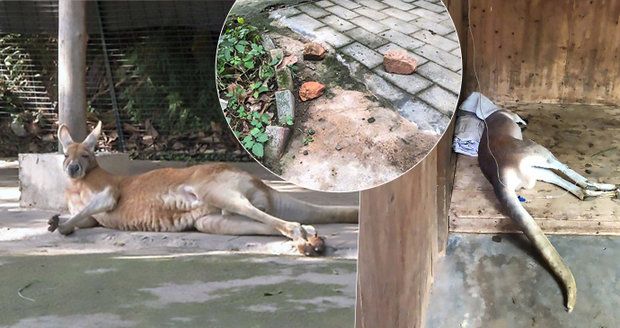 Turisté ukamenovali klokana v zoo: Chtěli, aby skákal