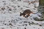 Klokaní čipera už zkoumá výběh v brněnské zoo. Jakého je pohlaví, ukáže až veterinární prohlídka.