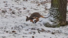 Klokaní čipera už zkoumá výběh v brněnské zoo. Jakého je pohlaví, ukáže až veterinární prohlídka.