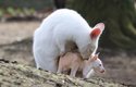 Po několika hnědých mláďatech klokana rudokrkého se v Plzni narodilo mládě bílé