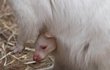 Albínka má první mládě, prcek je celý máma – má bílou srst a červené oči.