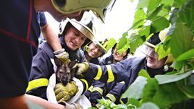 Uprchlý klokan Hopík zaměstnal v pátek brzy ráno 15 hasičů a dva policisty. Odchyt byl nakonec úspěšný a klokánek byl předán zpět své majitelce.