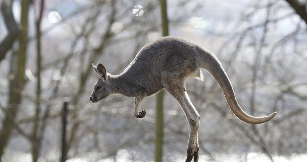 Klokani se přemnožili. „Měli byste jich víc sníst,“ pobízí Australany ekologové