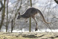 Klokani se přemnožili. „Měli byste jich víc sníst,“ pobízí Australany ekologové