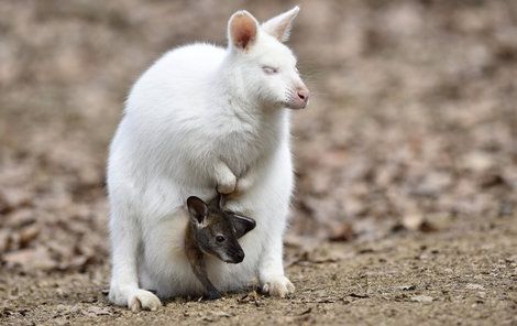 Raritou je i bílá samička klokana rudokrkého s hnědým mládětem.