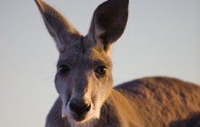 Matka se vykašlala na šest dětí: Řekla, že jde nakoupit a utekla do Austrálie! 