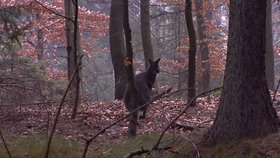 Ani dvacítka naháněčů v pondělí Vendelína u dálnice D1 nedostihla