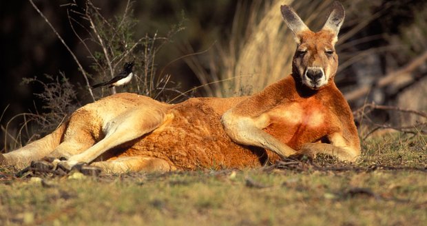 V Zoo Plzeň napadl klokan obrovský ošetřovatelku. V Zoo Plzeň napadl klokan obrovský ošetřovatelku.