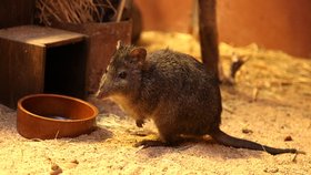 Tři klokánky krysí získala nově brněnská zoo, patří mezi nejmenší svého druhu na světě.