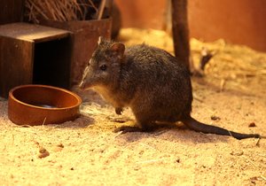 Tři klokánky krysí získala nově brněnská zoo, patří mezi nejmenší svého druhu na světě.