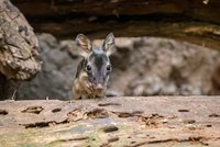 Nový přírůstek v pražské zoo: Narodilo se první mládě klokánka krysího