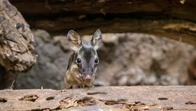 Nový přírůstek v pražské zoo: Narodilo se první mládě klokánka krysího
