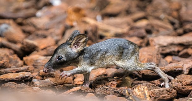 V pražské zoo se narodilo první mládě klokánka krysího
