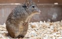 klokánek krysí patří k nejmladším obyvatelům olomoucké zoo