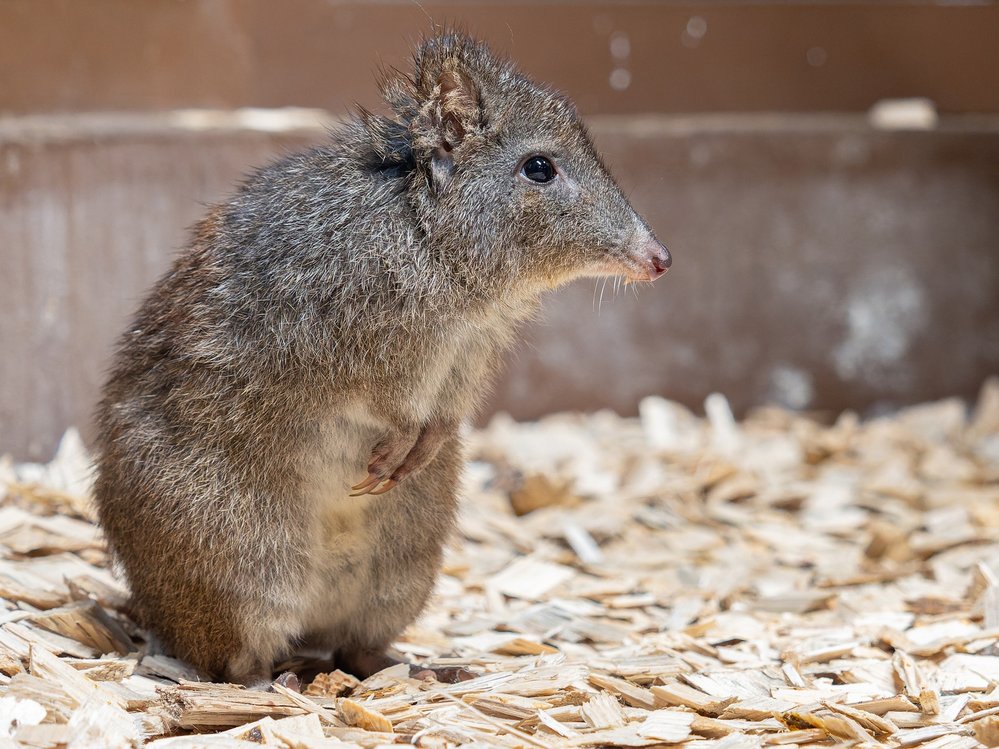 klokánek krysí patří k nejmladším obyvatelům olomoucké zoo