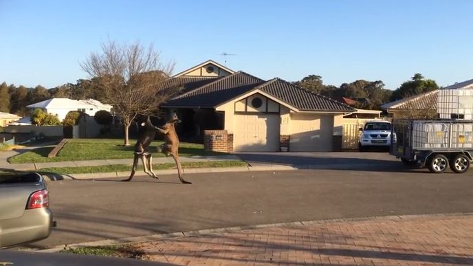 Pouliční rvačka dvou australských klokanů